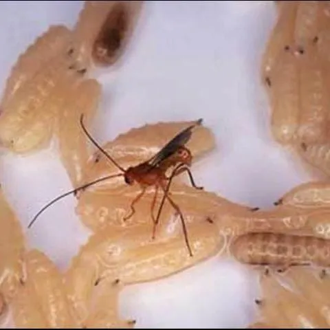 thumbnail for publication: A Parasitoid Wasp, Diachasmimorpha longicaudata (Ashmead) (Insecta: Hymenoptera: Braconidae)